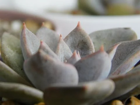 Succulent, plant Stock Photos