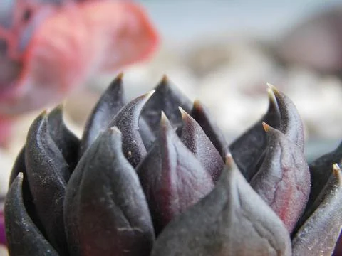 Succulent, plant Stock Photos