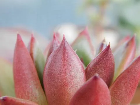 Succulent, plant Foto stock