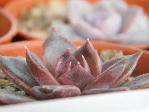 Succulent, plant Stock Photos