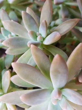 Succulent plant Stock Photos