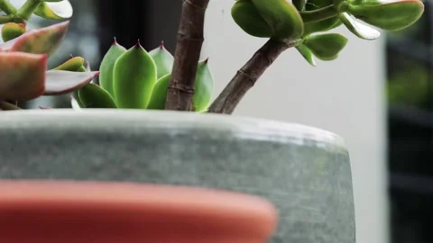 Succulent plant pot in the foreground with defocused background. Stock Footage 146515519