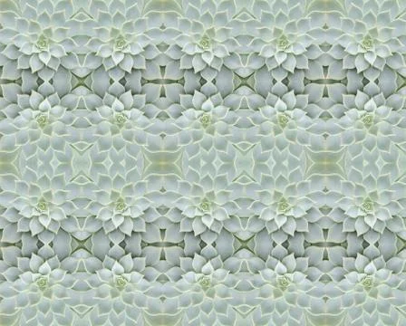 Succulent plant seamless pattern background Stock Photos