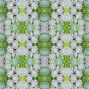 Succulent plant seamless pattern background Stock Photos