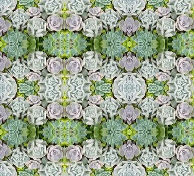 Succulent plant seamless pattern background Stock Photos