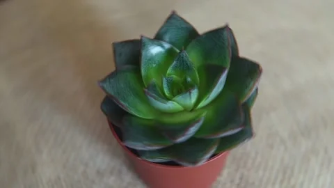 Succulent plant in small pot rotating on blurry background. Stock Footage 163401347
