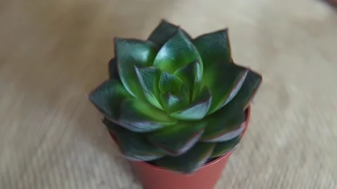 Succulent plant in small pot rotating on blurry background. Stock Footage 163401372