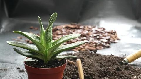 Succulent Plant Sprayed with Fresh Water and Ready for Indoor Potting Video stock 310960049