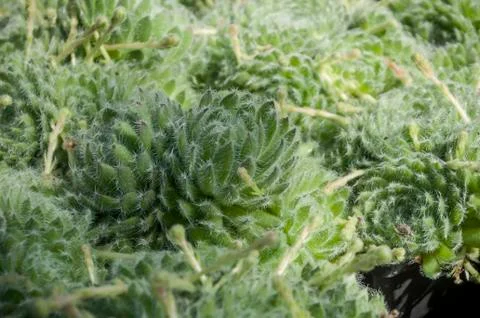 Succulent plant texture Stock Photos