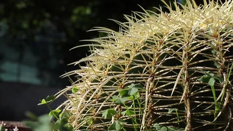 Succulent plant with thorns Stock Footage 142954666