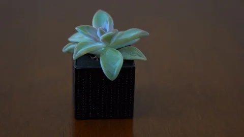 Succulent plant track in Stock Footage 125877129
