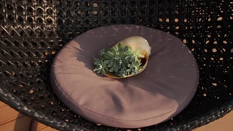 Succulent plants and seashell on round cushion in wicker chair under sunlight Stock-Footage 72741667