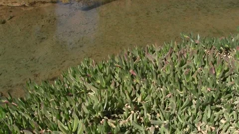 Succulent Plants Bordering a Shallow, Clear Water Source Stock Footage 302312135