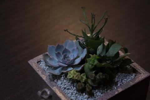 Succulent plants composition in square concrete container Stock Photos