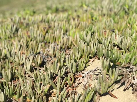 Succulent plants on the ground Stock Photos
