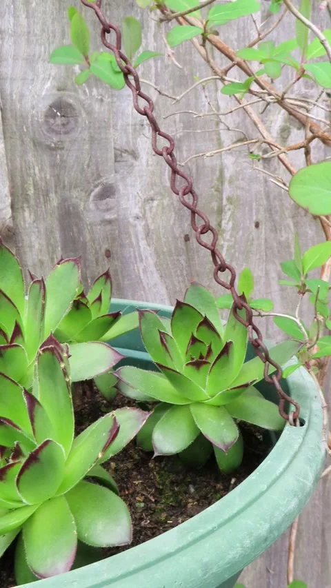 Succulent Plants in a Hanging Basket 4K Vertical Video 스톡 동영상 332156232