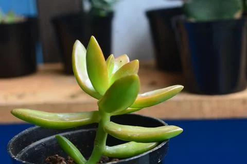 Succulent plants have a miniature shape. The thick leaves contain a lot of .. Stock Photos
