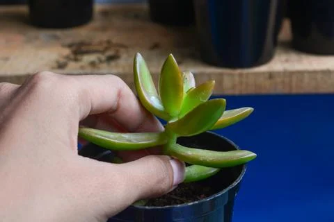 Succulent plants have a miniature shape. The thick leaves contain a lot of .. Stock Photos