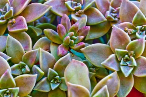 Succulent plants macro image. Foto stock