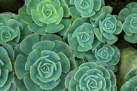 Succulent plants in ooty Stock Photos