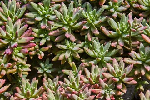 Succulent plants pattern Foto stock