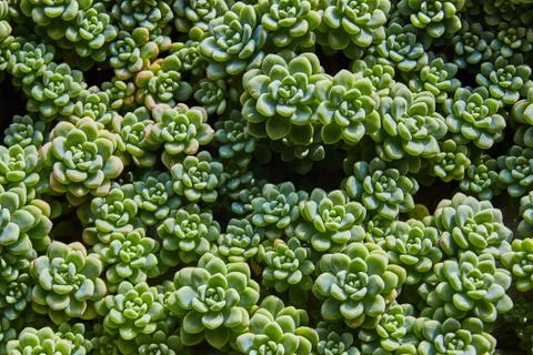 Succulent plants pattern Foto stock