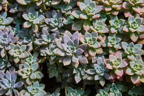 Succulent plants pattern Foto stock