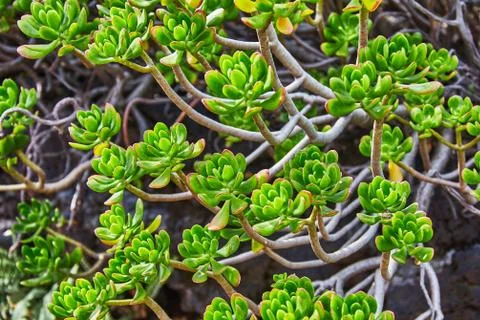 Succulent plants pattern Foto stock