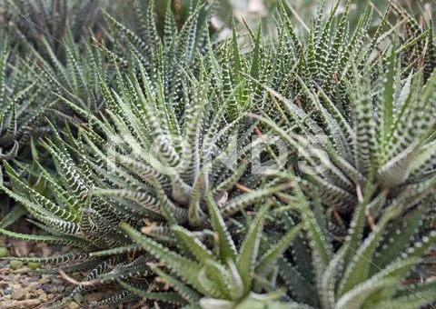 Succulent plants Stock Photos