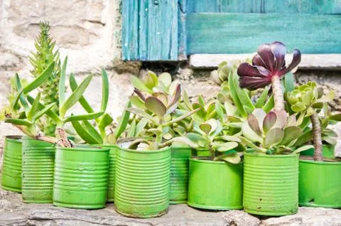 Succulent plants Stock Photos