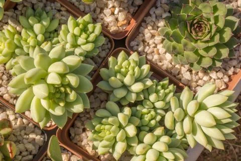 Succulent Plants Stock Photos