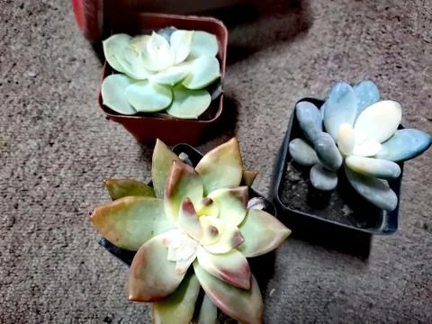 Succulent plants Stock-Fotos