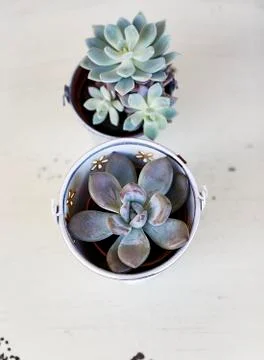 Succulent plants Stock Photos