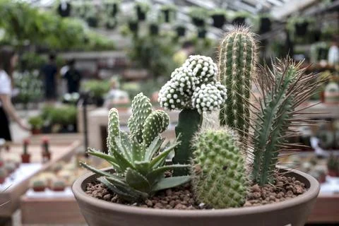 Succulent plants Stock Photos