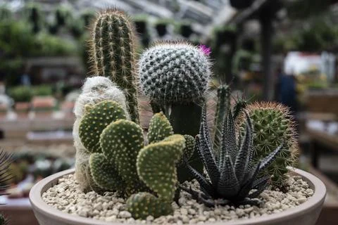 Succulent plants Stock Photos