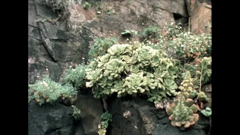 Succulent Plants on Rock Stock Footage 278240532