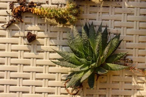 Succulent plants with roots on the surface. Spring activity, Planting Stock Photos