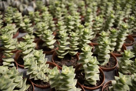 Succulent Plants Rows Perspective View Stock Photos