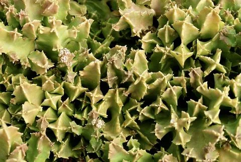 Succulent Plants with Sharp Thorns Stock Photos