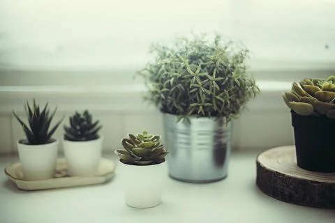 Succulent plants on a shelf by a window Stock Photos