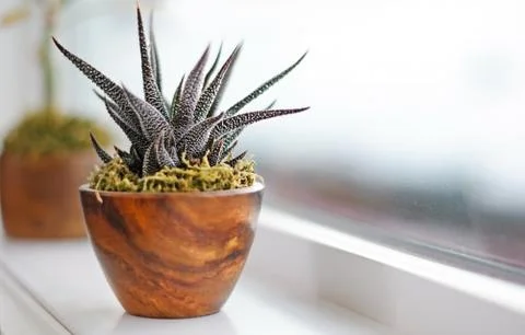 Succulent plants on window ledge in modern bathroom Foto stock