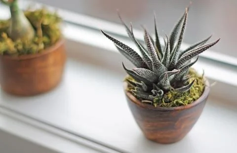 Succulent plants on window ledge in modern bathroom Foto stock