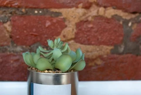 Succulent in a pot on a brick wall background. Stock Photos