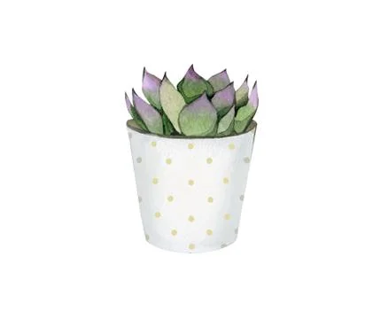 Succulent in a pot. Design for creating, boho style, card, invitation. Cute Stock Illustration