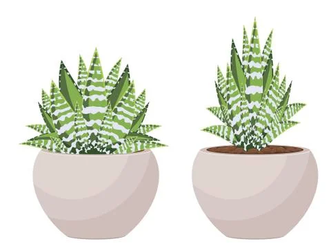 Succulent in a Pot Stock Illustration