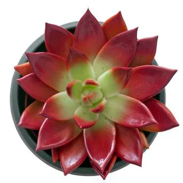 Succulent in a pot Stock Photos