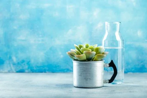 Succulent in pot Stock Photos