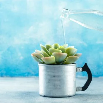 Succulent in pot Stock Photos