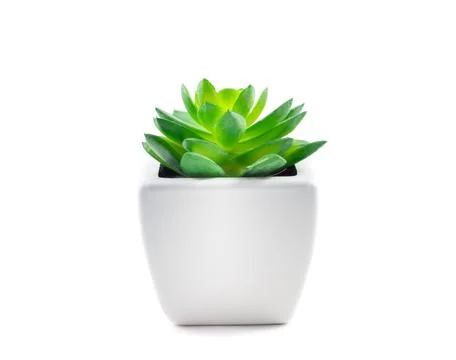 Succulent in Pot Stock-Fotos