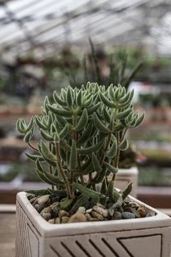 Succulent in a pot Stock Photos